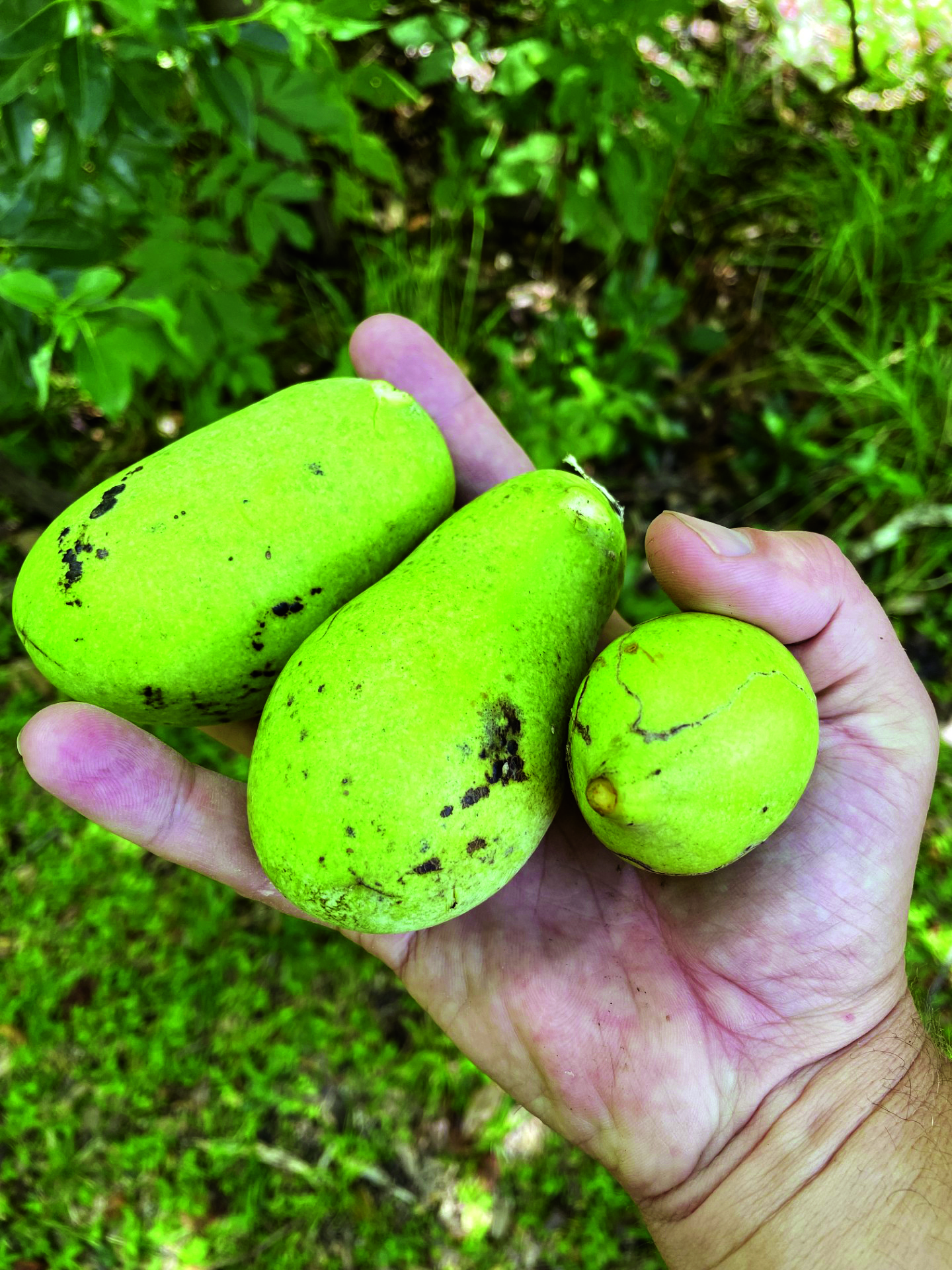Pawpaws: An Old Native with Renewed Interest